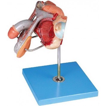 MALE GENITAL ORGANS (SOFT)